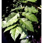 Goldenraintree pinnate leaf