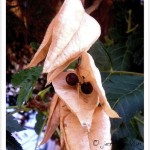 Goldenraintree seedpod