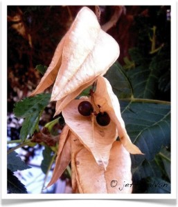 Goldenraintree seedpod