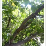 Hawthorn - Crataegus - Leaves - Thorns - Branches