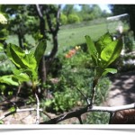 Hawthorn - Crataegus - Leaves and Thorns