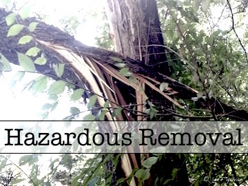 Hazardous Tree Removals