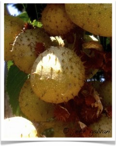 Buckeye, Ohio - Fruit