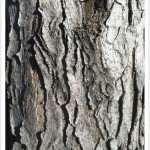 Kentucky Coffeetree - Bark