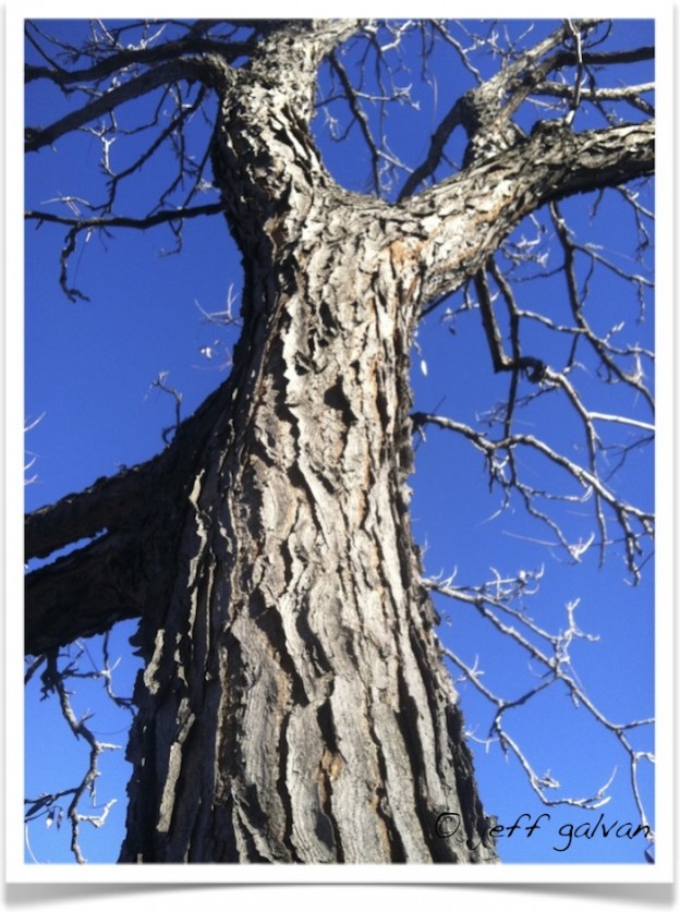 Kentucky Coffeetree – Bark – Trunk | Boulder Tree Care - Pruning & Tree ...