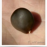 Kentucky Coffeetree Seed