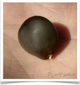 Kentucky Coffeetree Seed