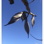 Kentucky Coffeetree - Seed Pods