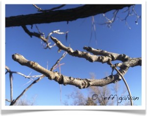 Kentucky Coffeetree - Twig