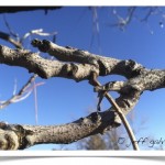 Kentucky Coffeetree - Twig- Detail