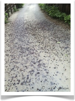 Mulberries Stain Driveway