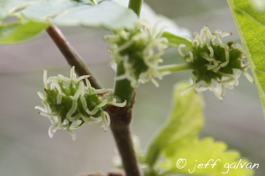 https://bouldertreecare.com/images/Mulberry-Female-Flower.jpg
