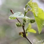 Female mulberry tree flowers, leaves and small green fruit developing.