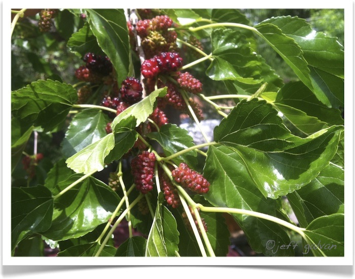 Mulberry Female Flowers  Boulder Tree Care - Pruning & Tree Removal  Services