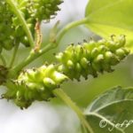 Mulberry tree's small green fruit growing.