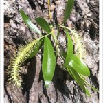 Narrowleaf Cottonwood - identifying by leaf