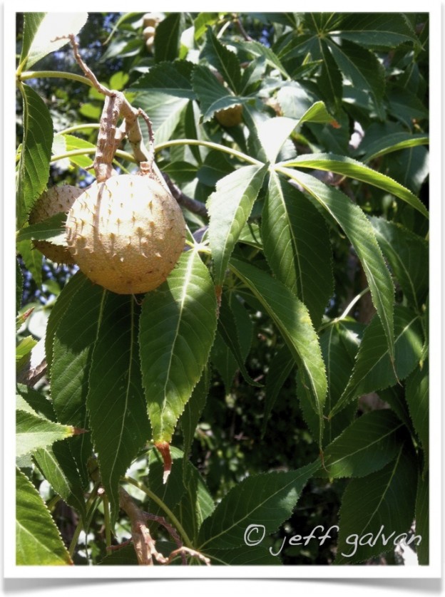 Ohio Buckeye – Fruit and Leaves | Boulder Tree Care - Pruning & Tree ...