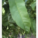Peach - identifying by leaf