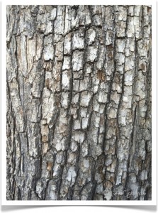Pear - Identify by Bark