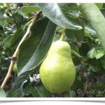 pear, bartlett - identify by fruit