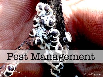 Pest Management