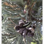 Pinyon Pine Cone and Leaves
