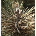 Pinyon Pine Diseases and Insects