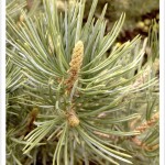 Pine, Pinyon Leaves