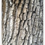 Plains Cottonwood - Identify by Bark