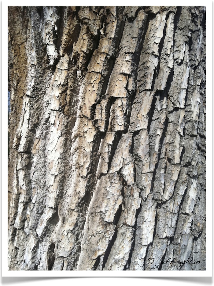 Plains Cottonwood – Identify by Bark | Tree Service by Boulder Tree Care