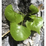 Plains Cottonwood - identifying by leaf