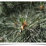 Ponderosa Pine - identifying by leaf