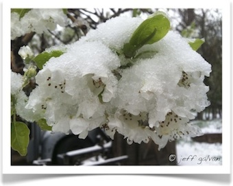 Preventing Snow Storm Damage to Trees