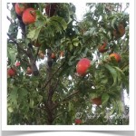 Pruning - Trimming Fruit Trees