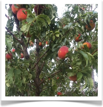 Pruning - Trimming Fruit Trees