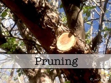 Pruning