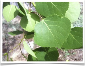 Quaking Aspen - identifying by leaf