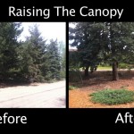 Raising the Canopy - Evergreens - Before & After