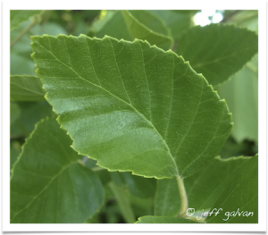 River Birch Tree | Boulder Tree Care - Pruning & Tree Removal Services