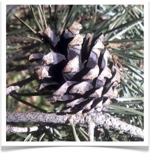 Scotch Pine Cone