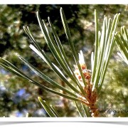 Scotch Pine Tree Identification || Identifying Pinus sylvestris