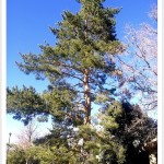 Scotch Pine Tree