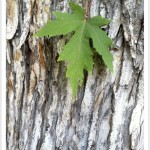 Silver Maple - identifying by leaf