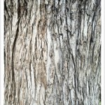 Silver Maple -Identify by Bark