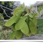Silver Maple - Acer saccharinum - Seeds