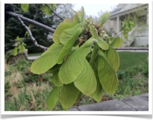 Silver Maple - Acer saccharinum - Seeds