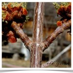 Silver Maple - Twig with Opposite Arrangment