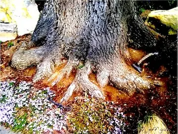 The science of soil structure and nutrients available for uptake