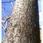 Staghorn Sumac Tree Bark