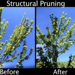 Structural Pruning - Before & After